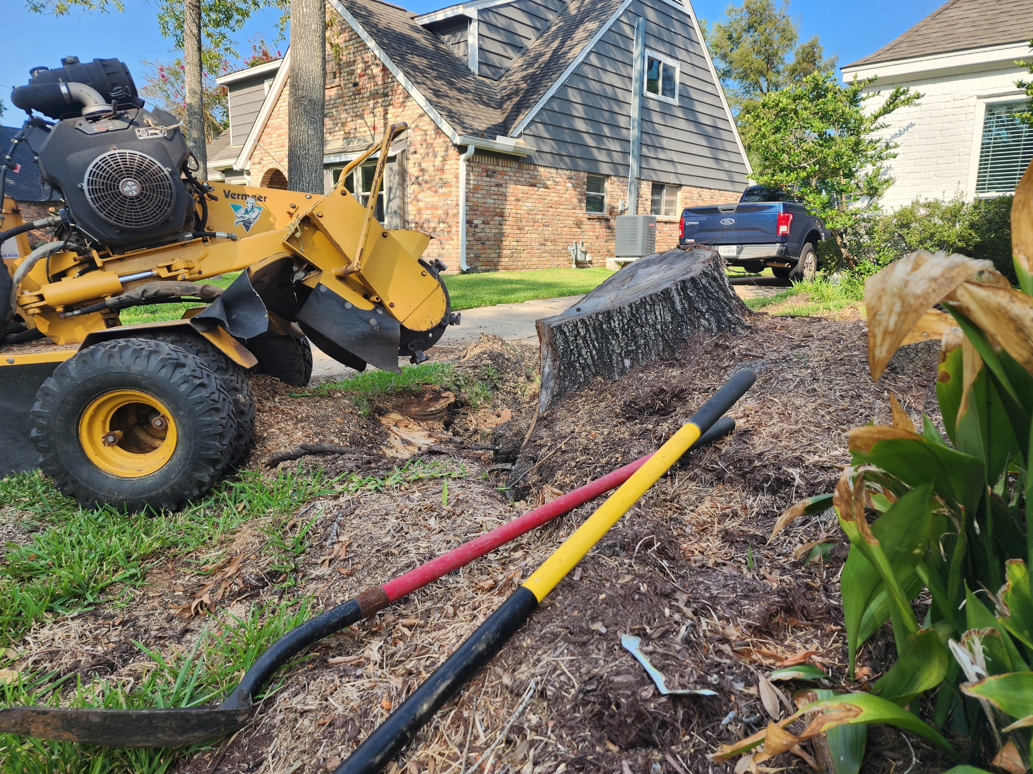 Stump grinder at work beside a large cut stump
