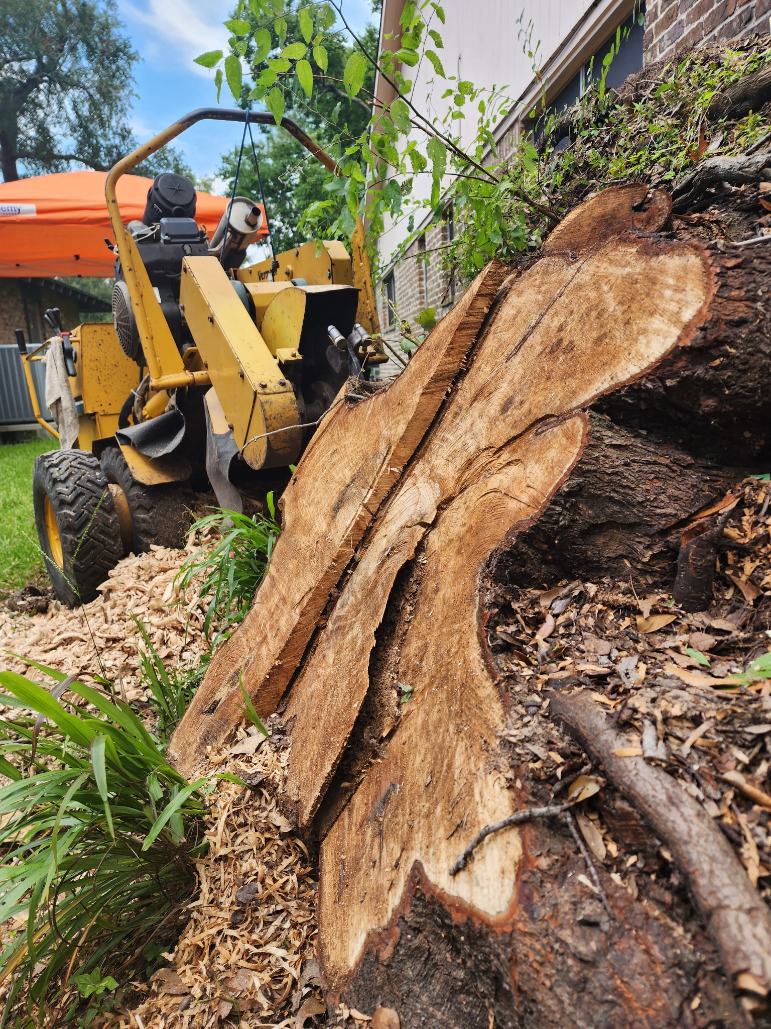 Large stump being prepared for grinding in a backyard