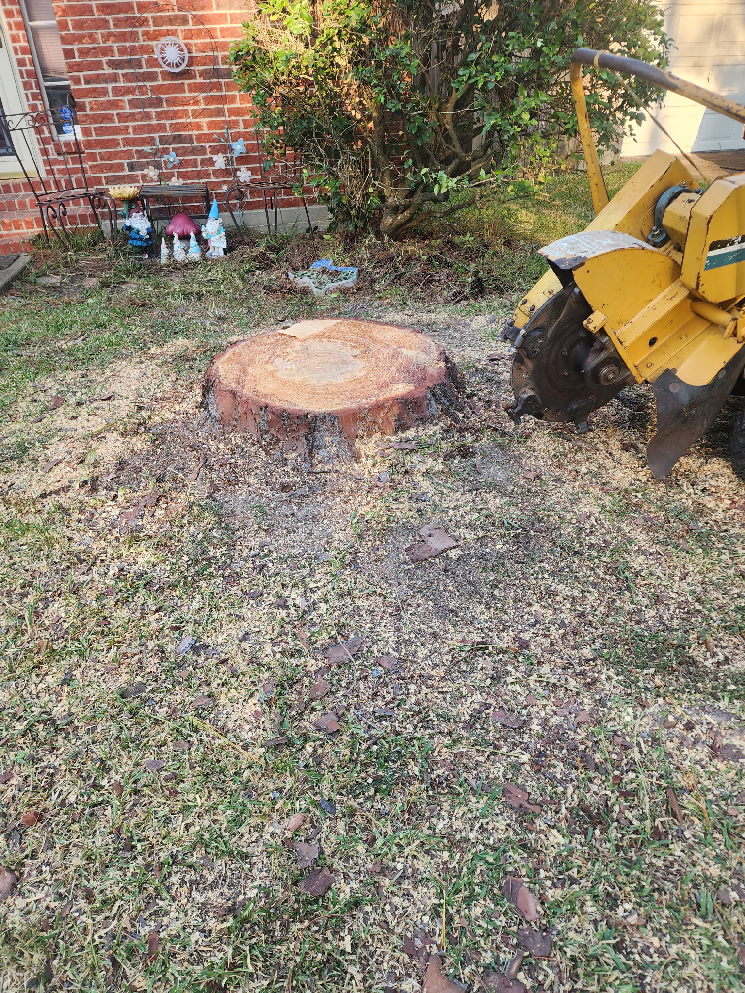 Cut stump ready for full removal beside a driveway